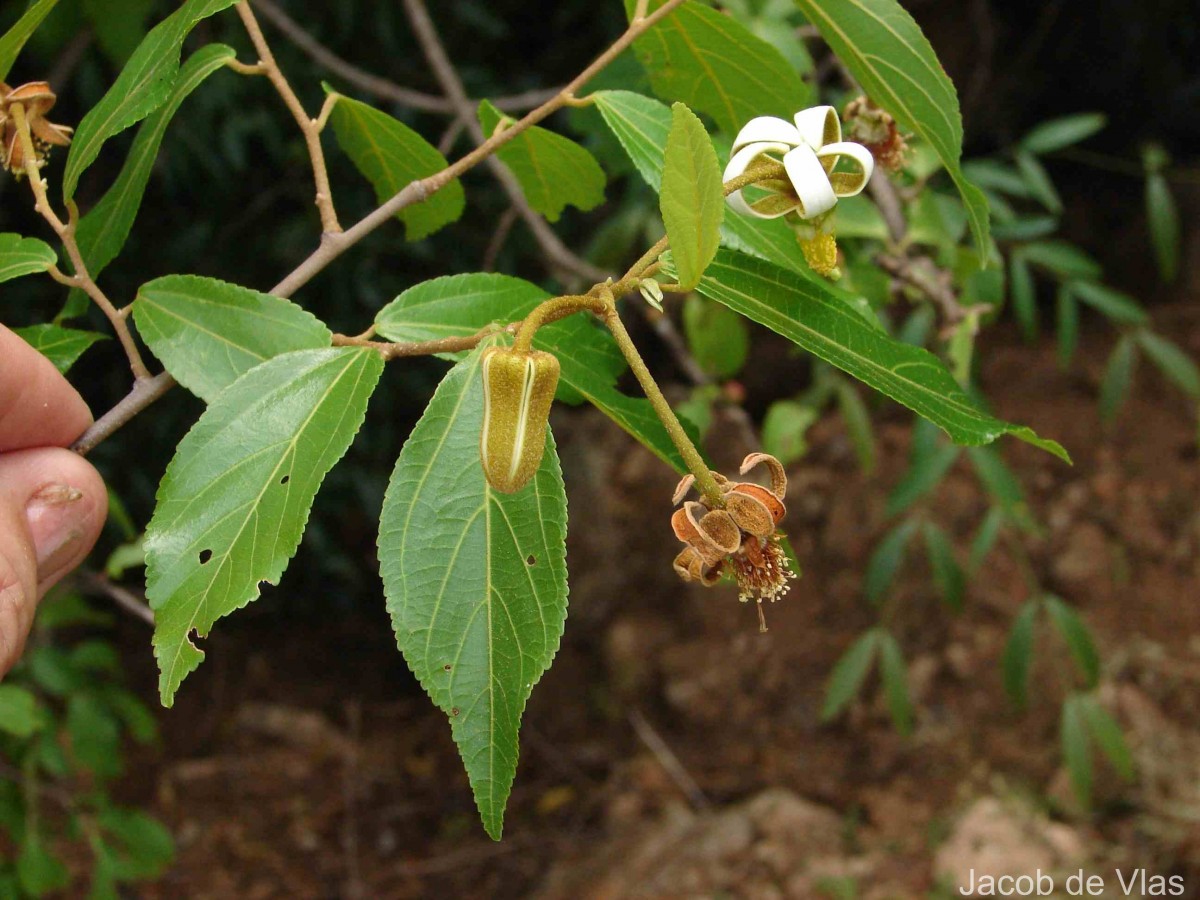 Grewia carpinifolia Juss.
